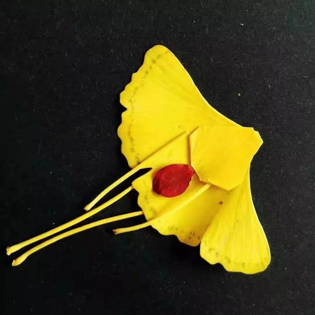 在草节湾的银杏树下,约定一场对秋天的告白~ 在草节湾的银杏树下,约定一场对秋天的告白~