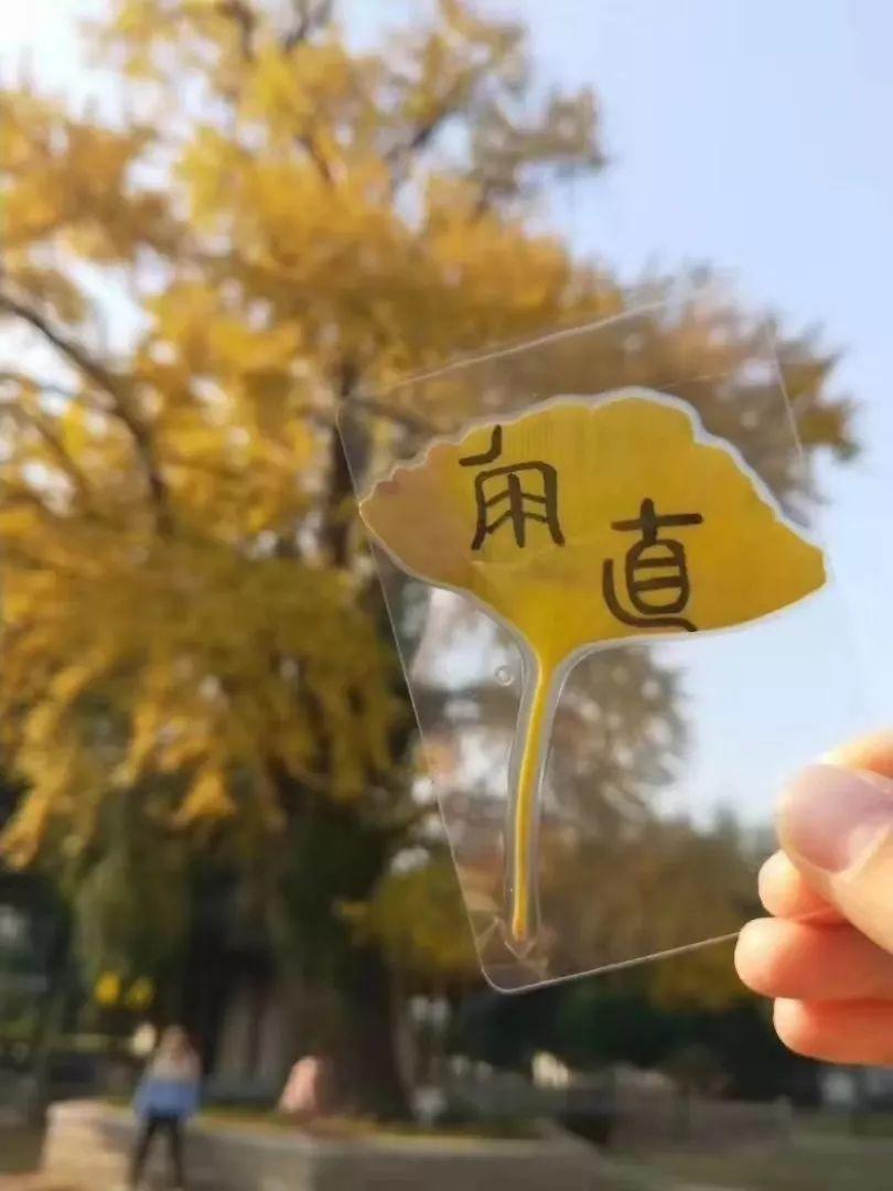 在草节湾的银杏树下,约定一场对秋天的告白~ 在草节湾的银杏树下,约定一场对秋天的告白~