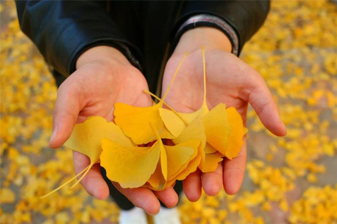 在草节湾的银杏树下,约定一场对秋天的告白~ 在草节湾的银杏树下,约定一场对秋天的告白~
