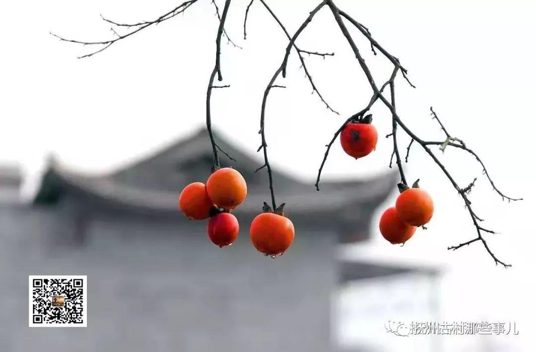 鹏溪村: 鹏飞万里溪盈门