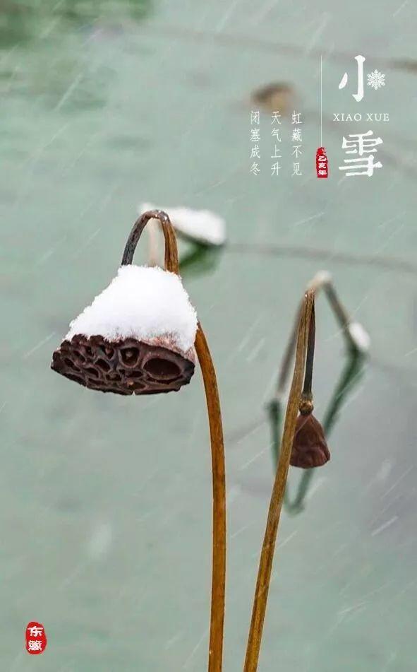 『乡村生活图景』小雪:雪花与树梢相遇,我和你相聚 『乡村生活图景』小雪:雪花与树梢相遇,我和你相聚