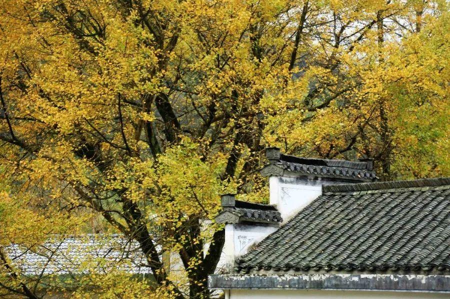 在草节湾的银杏树下，约定一场对秋天的告白～