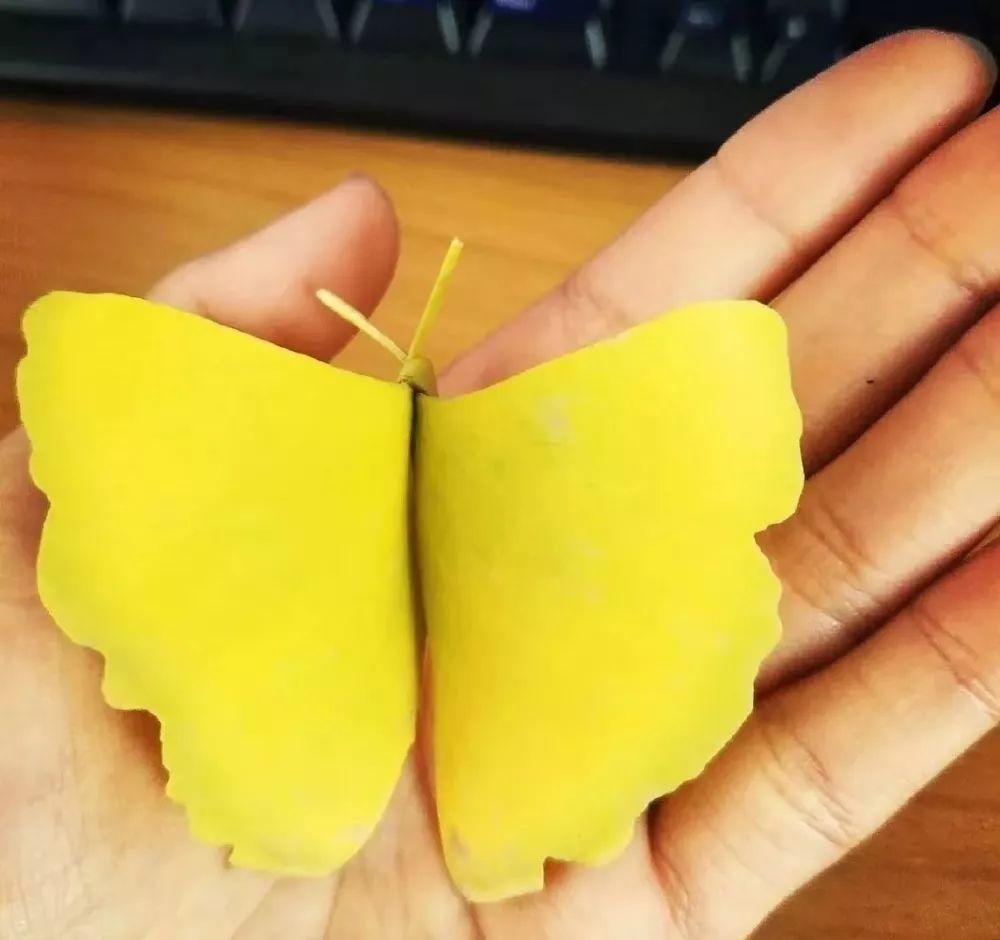 在草节湾的银杏树下,约定一场对秋天的告白~ 在草节湾的银杏树下,约定一场对秋天的告白~