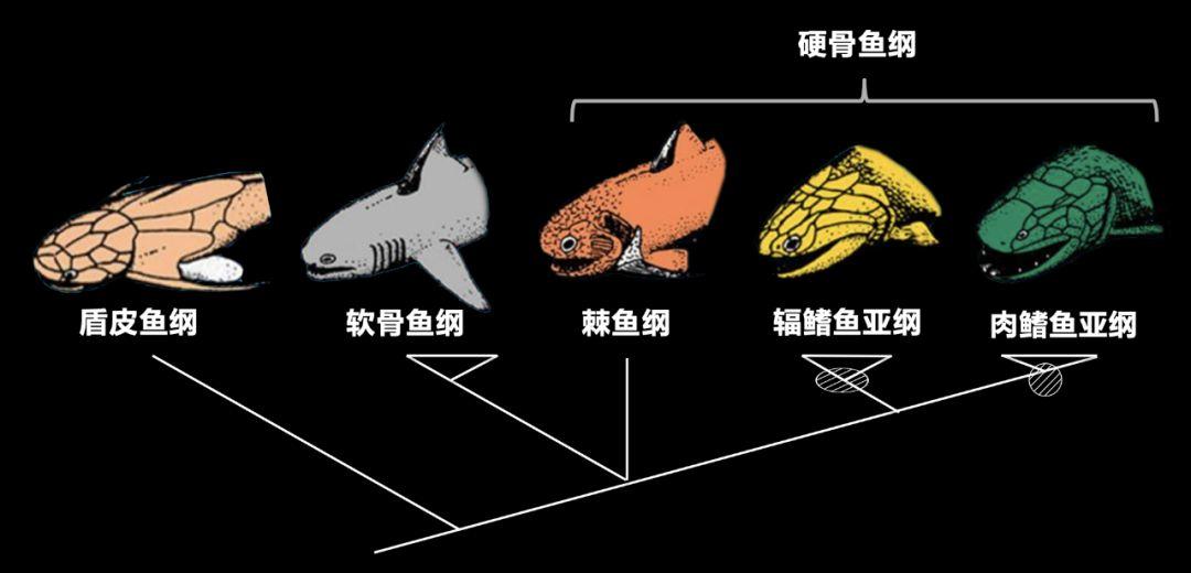 朱敏|我们研究发现，鱼类的一支变成了人类。这是真的吗？
