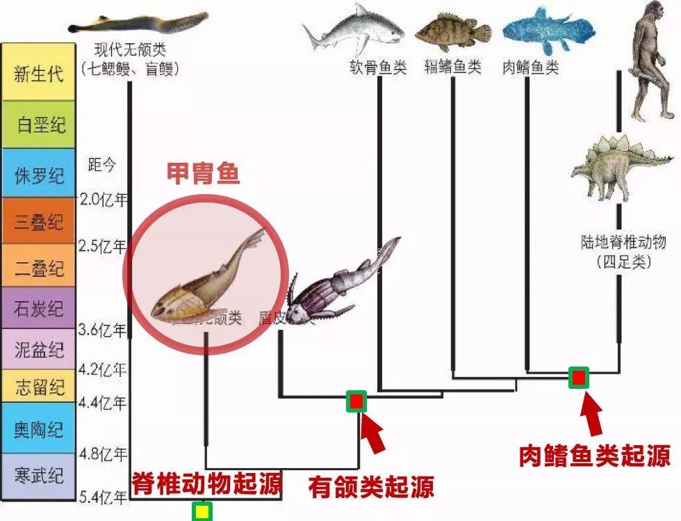 朱敏|我们研究发现,鱼类的一支变成了人类。这是真的吗? 朱敏|我们研究发现,鱼类的一支变成了人类。这是真的吗?