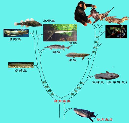 朱敏|我们研究发现,鱼类的一支变成了人类。这是真的吗? 朱敏|我们研究发现,鱼类的一支变成了人类。这是真的吗?