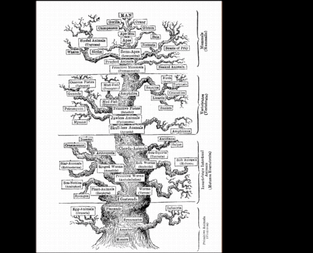 朱敏|我们研究发现,鱼类的一支变成了人类。这是真的吗? 朱敏|我们研究发现,鱼类的一支变成了人类。这是真的吗?