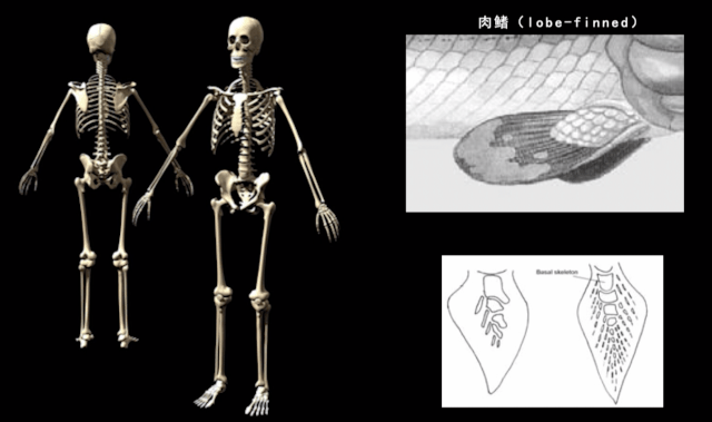 朱敏|我们研究发现,鱼类的一支变成了人类。这是真的吗? 朱敏|我们研究发现,鱼类的一支变成了人类。这是真的吗?