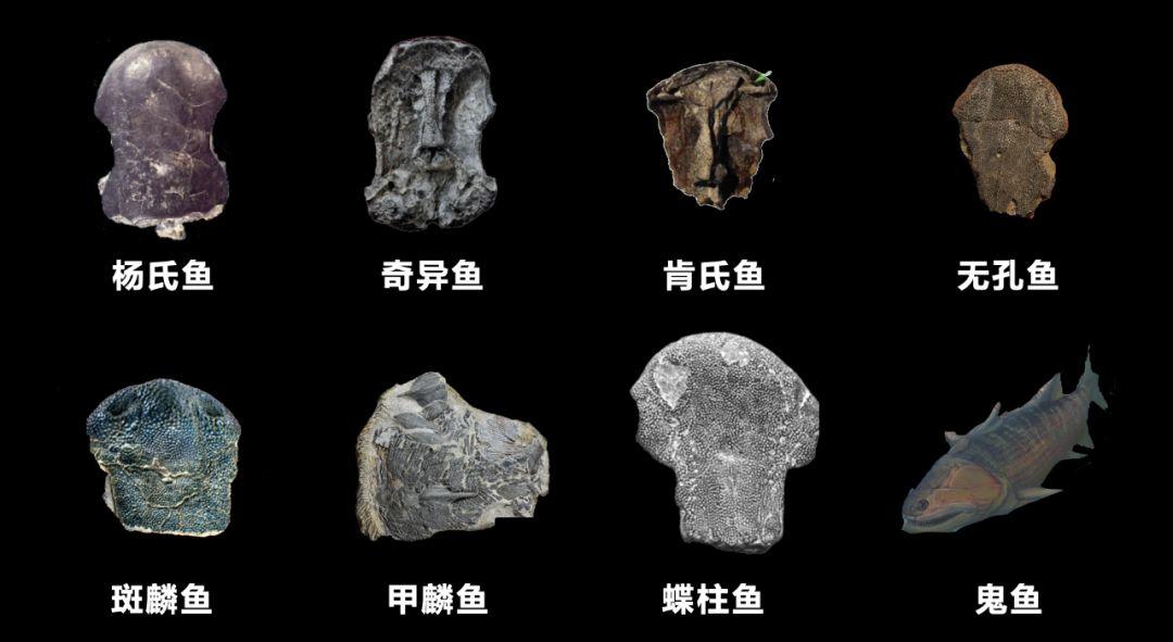 朱敏|我们研究发现，鱼类的一支变成了人类。这是真的吗？