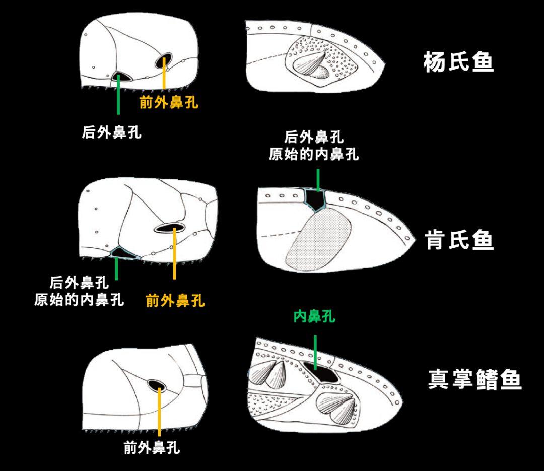 朱敏|我们研究发现，鱼类的一支变成了人类。这是真的吗？