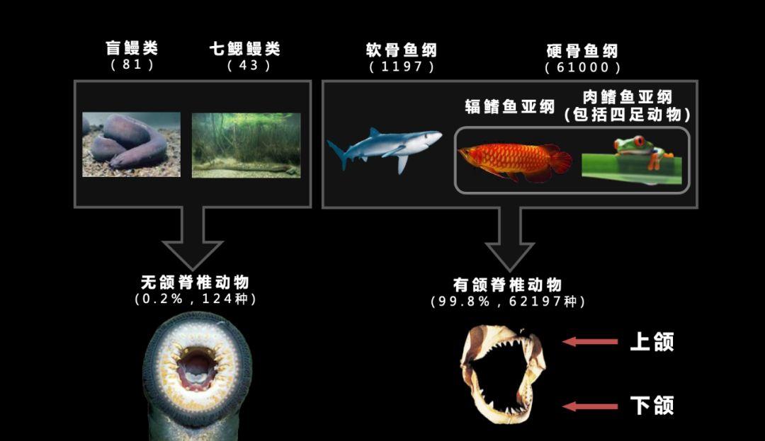 朱敏|我们研究发现,鱼类的一支变成了人类。这是真的吗? 朱敏|我们研究发现,鱼类的一支变成了人类。这是真的吗?
