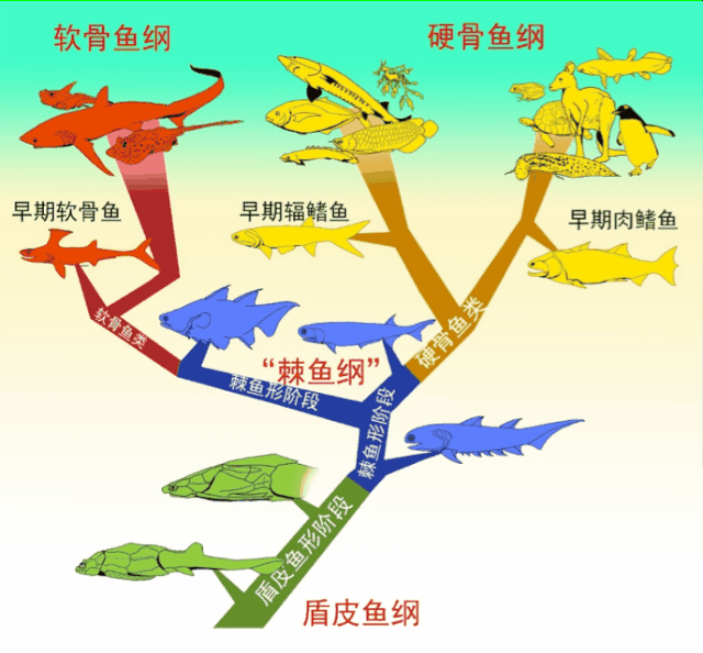 朱敏|我们研究发现，鱼类的一支变成了人类。这是真的吗？