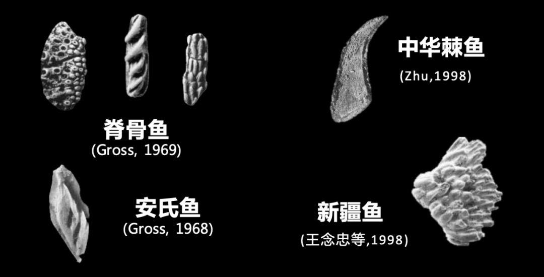 朱敏|我们研究发现，鱼类的一支变成了人类。这是真的吗？