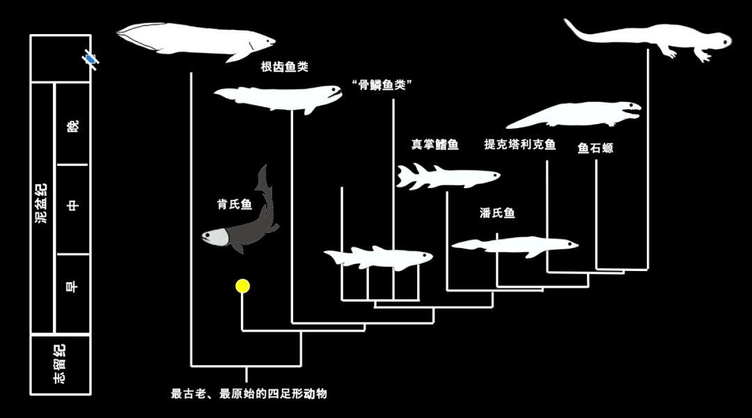 朱敏|我们研究发现，鱼类的一支变成了人类。这是真的吗？