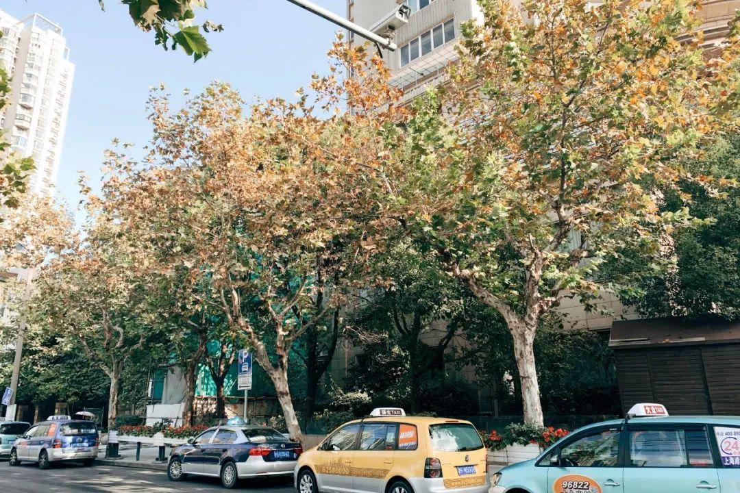 你的地方·回顾|差头司机小饭店:从巨鹿路说开来 你的地方·回顾|差头司机小饭店:从巨鹿路说开来