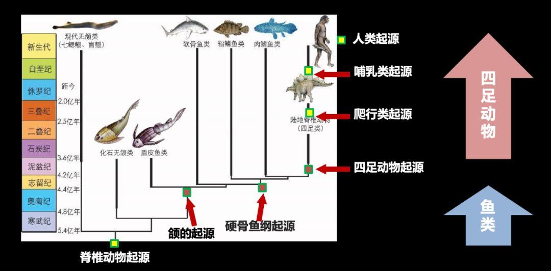 朱敏|我们研究发现，鱼类的一支变成了人类。这是真的吗？