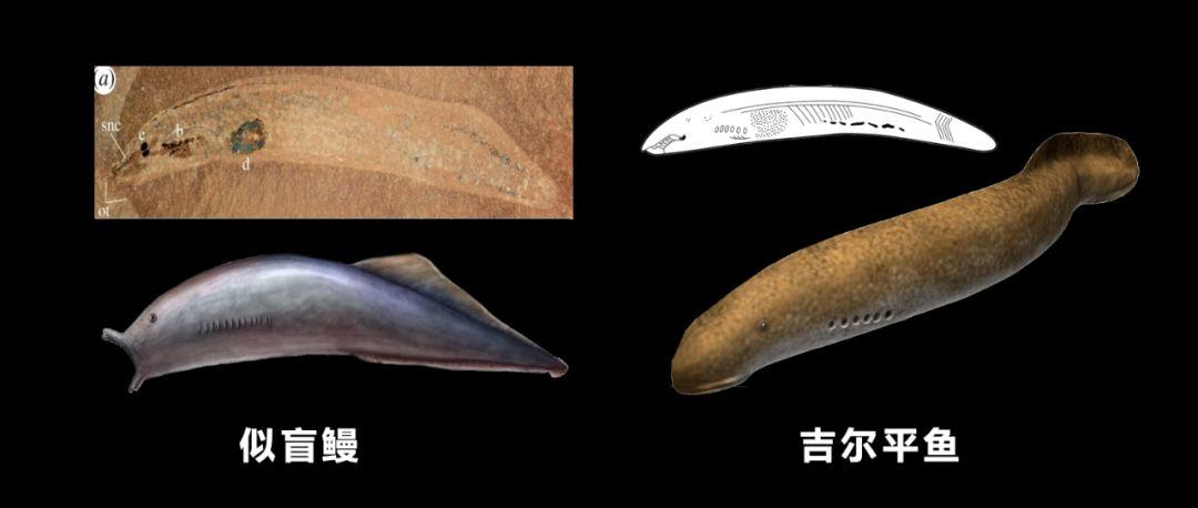 朱敏|我们研究发现，鱼类的一支变成了人类。这是真的吗？