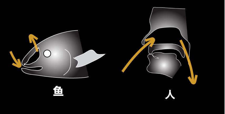 朱敏|我们研究发现,鱼类的一支变成了人类。这是真的吗? 朱敏|我们研究发现,鱼类的一支变成了人类。这是真的吗?