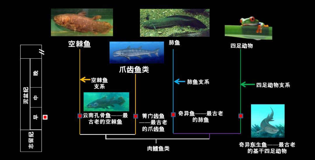 朱敏|我们研究发现,鱼类的一支变成了人类。这是真的吗? 朱敏|我们研究发现,鱼类的一支变成了人类。这是真的吗?