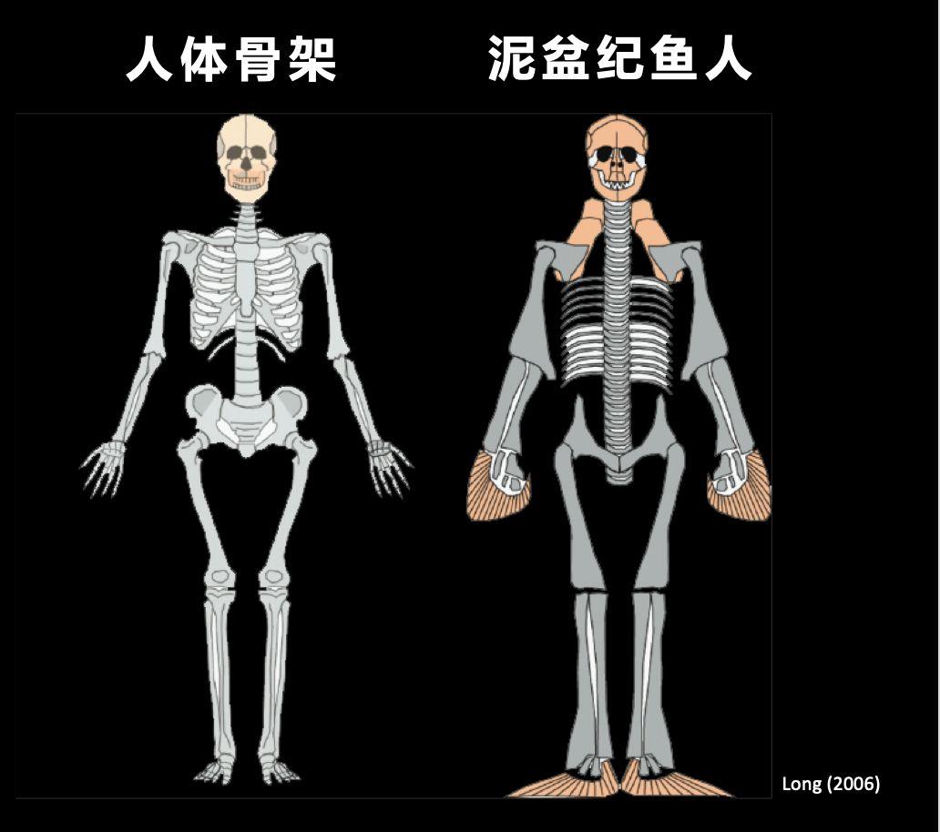 朱敏|我们研究发现，鱼类的一支变成了人类。这是真的吗？