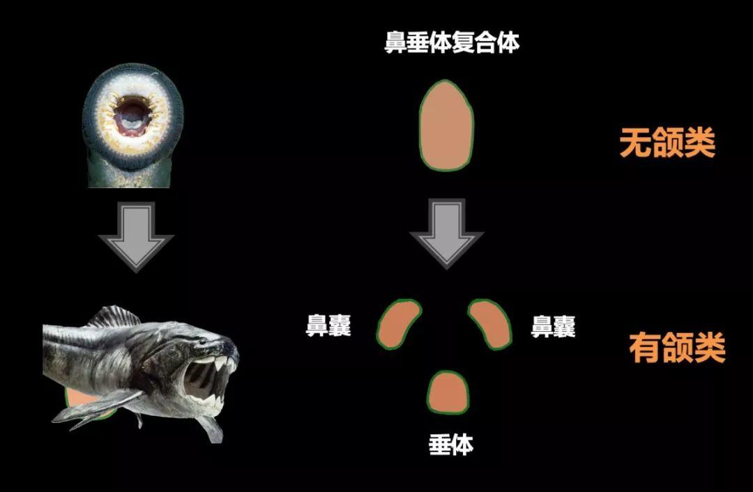 朱敏|我们研究发现,鱼类的一支变成了人类。这是真的吗? 朱敏|我们研究发现,鱼类的一支变成了人类。这是真的吗?