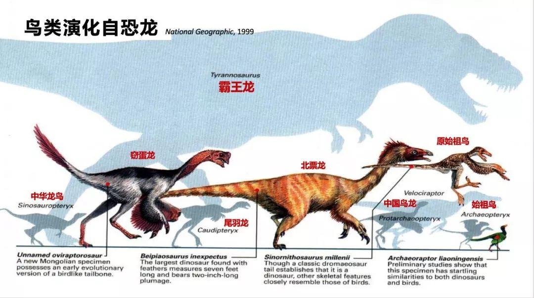 朱敏|我们研究发现,鱼类的一支变成了人类。这是真的吗? 朱敏|我们研究发现,鱼类的一支变成了人类。这是真的吗?