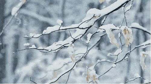 科普 | 为什么一下雪,整个世界就变得安静了? 科普 | 为什么一下雪,整个世界就变得安静了?