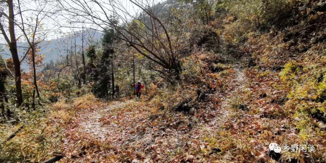 【徽州古道47】绩溪新岭古道:翚岭第二通道 【徽州古道47】绩溪新岭古道:翚岭第二通道