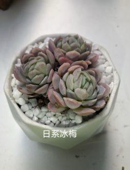 年会剧透 | word天，没点实力怎么参加“鼠”于“童”衡的年！