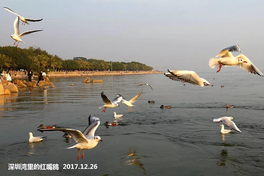 南兆旭：这里是深圳