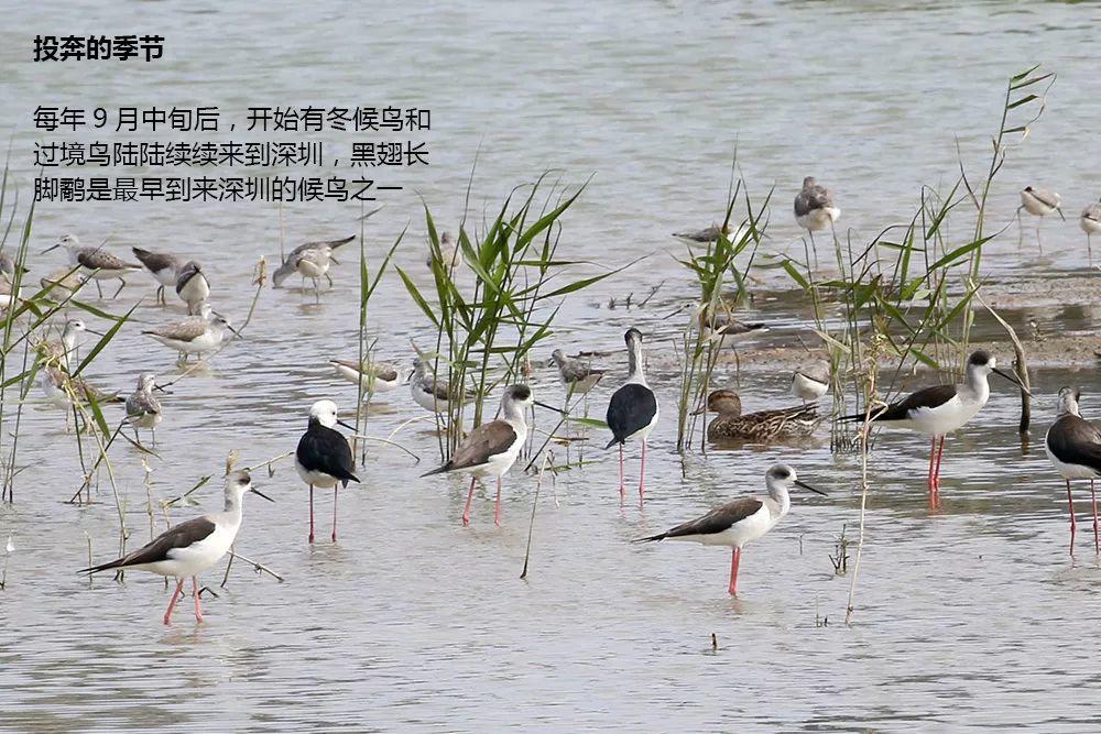 南兆旭：这里是深圳