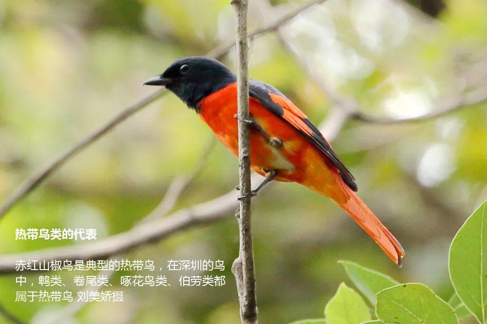 南兆旭：这里是深圳