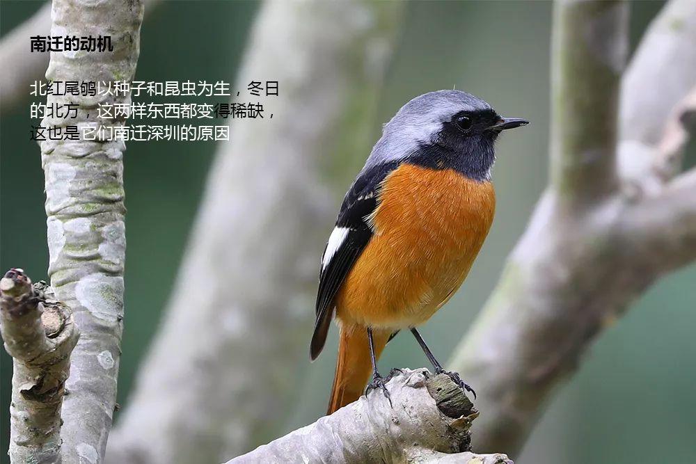 南兆旭：这里是深圳