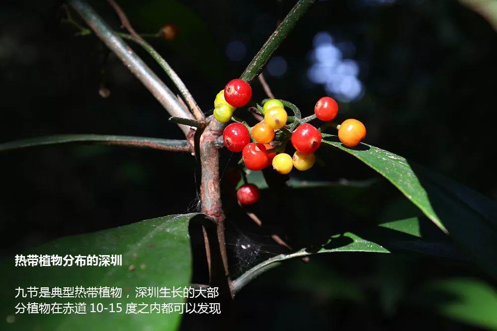 南兆旭：这里是深圳