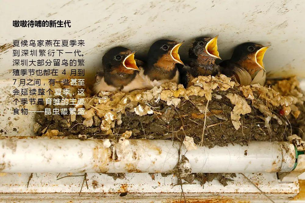 南兆旭：这里是深圳