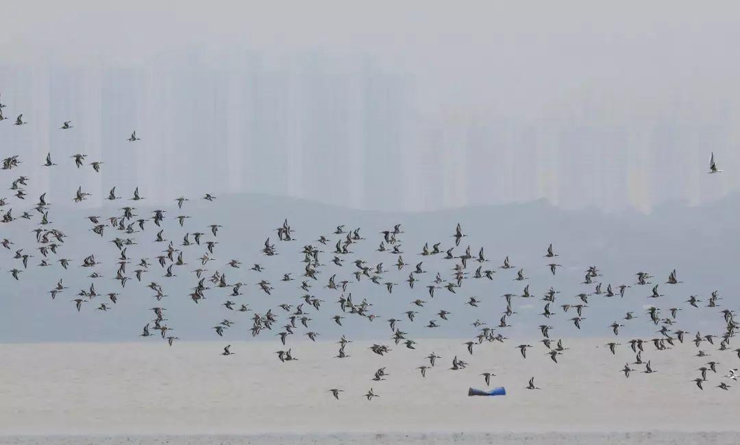南兆旭:这里是深圳 南兆旭:这里是深圳