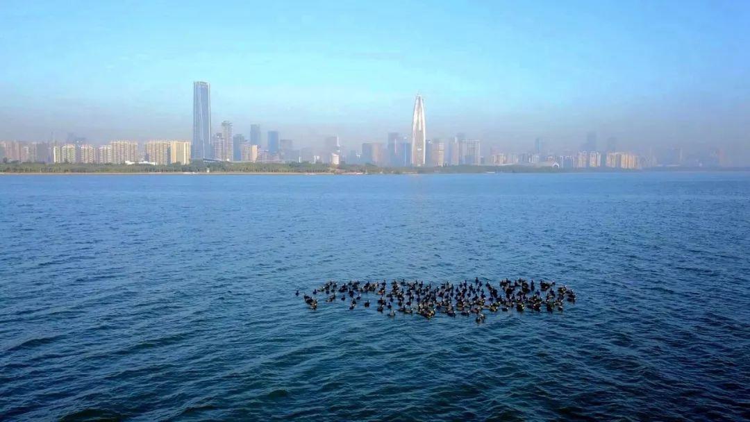 南兆旭：这里是深圳
