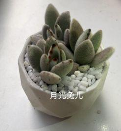 年会剧透 | word天，没点实力怎么参加“鼠”于“童”衡的年！