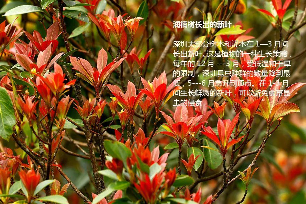 南兆旭：这里是深圳