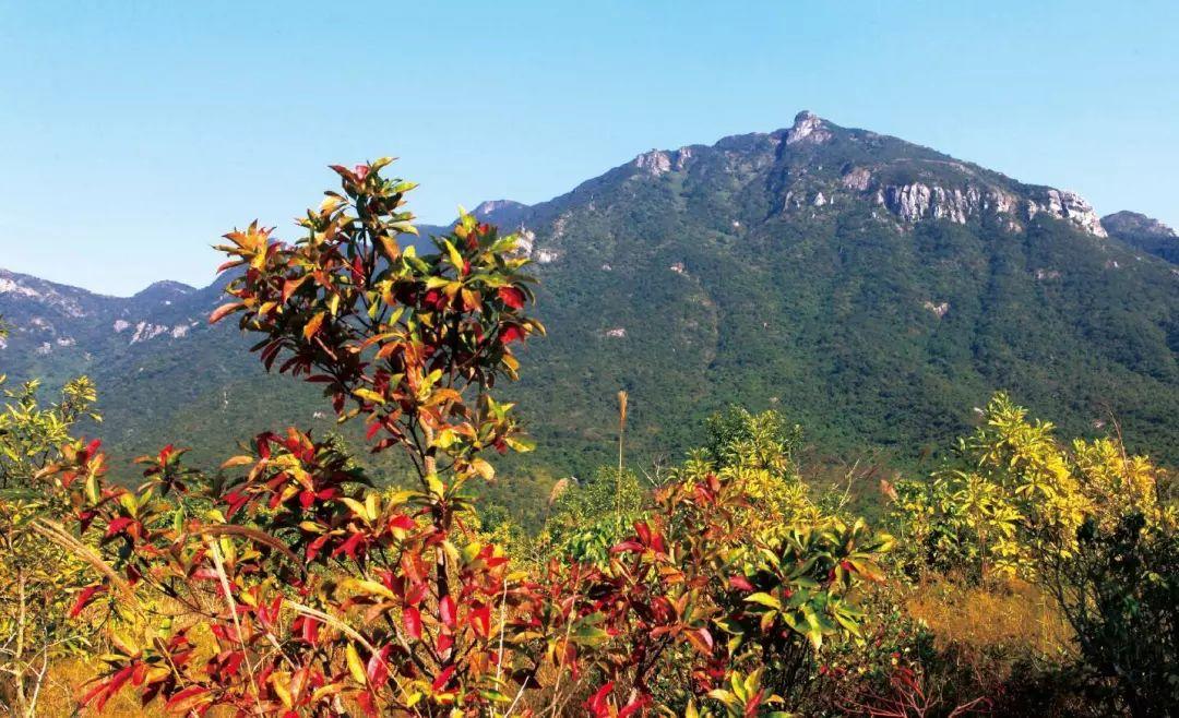 南兆旭:这里是深圳 南兆旭:这里是深圳