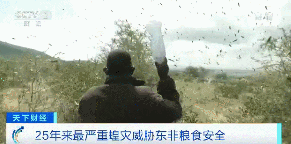 2020警钟拉响！肺炎、大火、流感、蝗灾、暴雪……灾难轮番上演