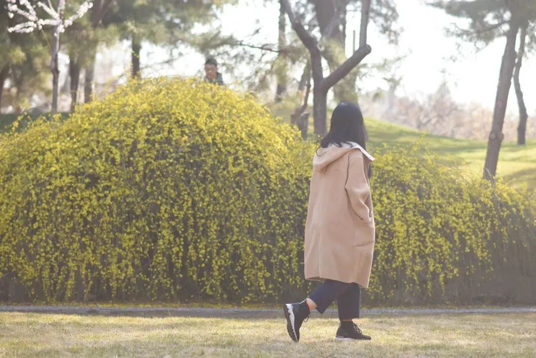 清华园的春日精灵们醒来啦~ 清华园的春日精灵们醒来啦~