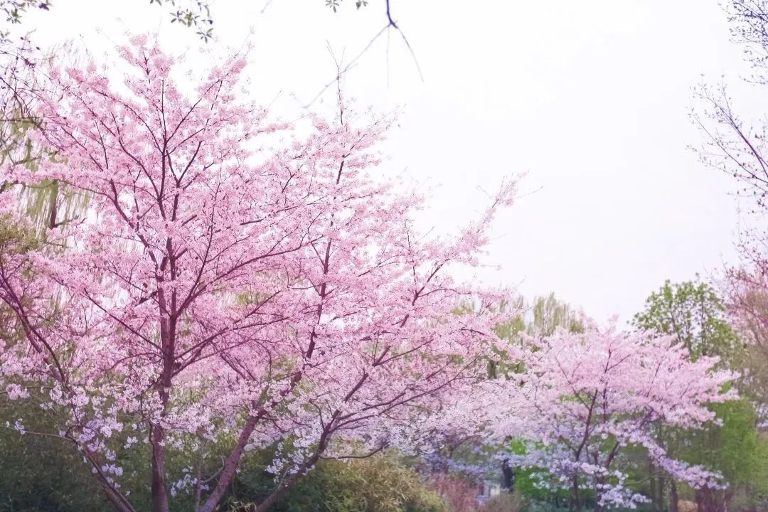 清华园的春日精灵们醒来啦~ 清华园的春日精灵们醒来啦~
