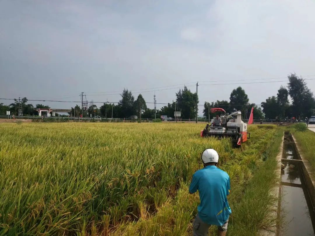 战疫情,助春耕!珠海高栏港经济区垦造水田项目成果喜人 战疫情,助春耕!珠海高栏港经济区垦造水田项目成果喜人
