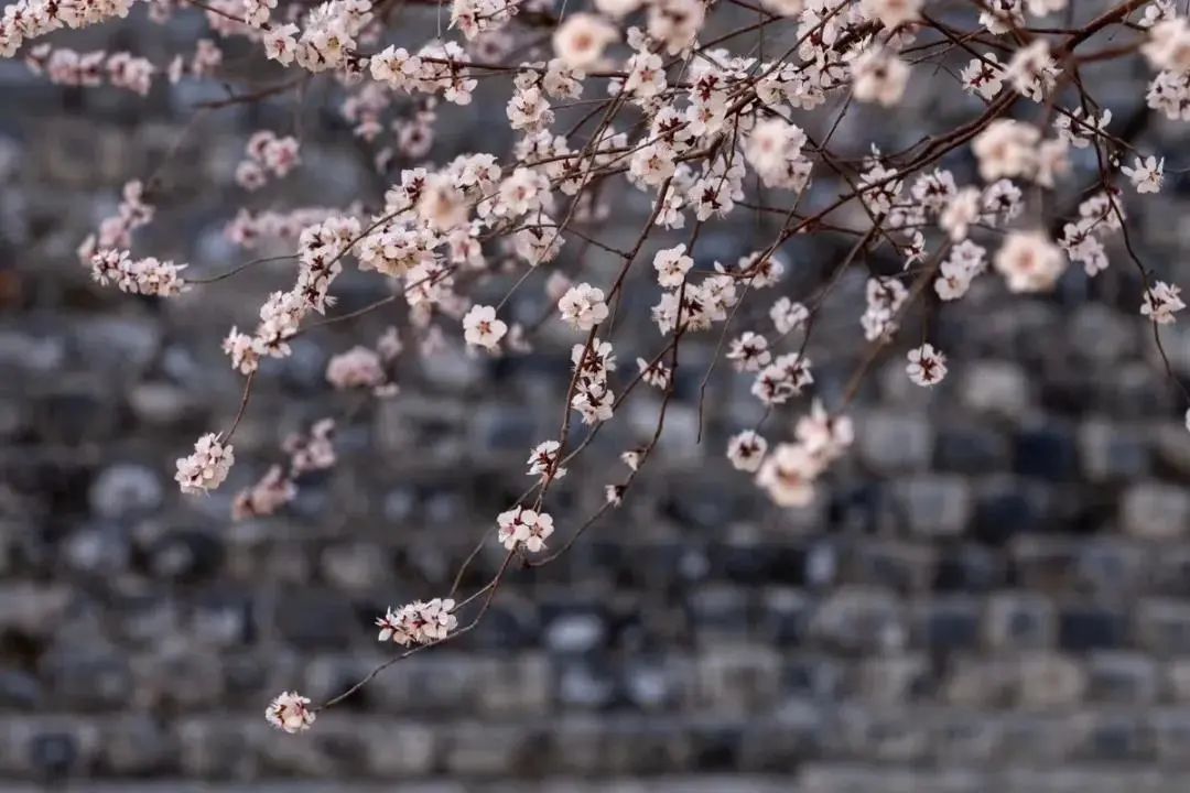 春分,北京的春天刚刚开始 春分,北京的春天刚刚开始