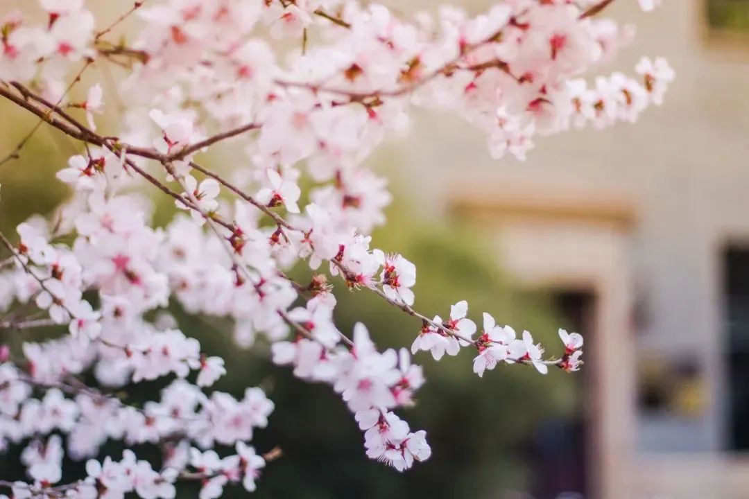 清华园的春日精灵们醒来啦~ 清华园的春日精灵们醒来啦~
