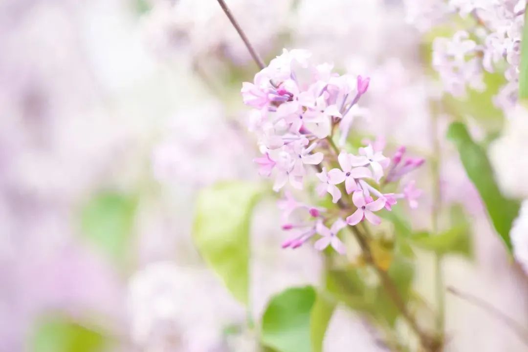 清华园的春日精灵们醒来啦~ 清华园的春日精灵们醒来啦~