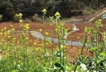 我市长江岸线荒废矿山正生态修复-规划问道