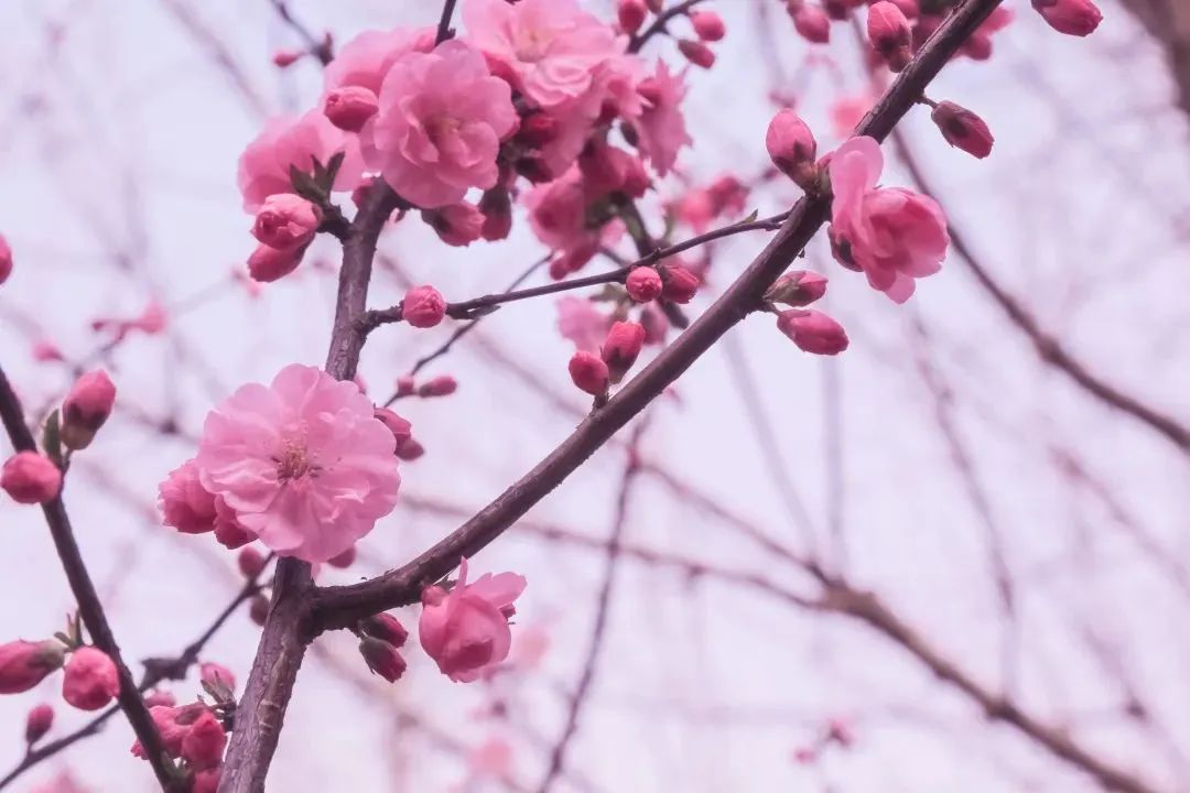 清华园的春日精灵们醒来啦~ 清华园的春日精灵们醒来啦~