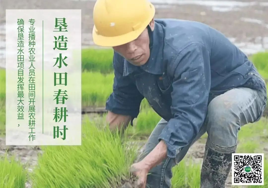 战疫情,助春耕!珠海高栏港经济区垦造水田项目成果喜人 战疫情,助春耕!珠海高栏港经济区垦造水田项目成果喜人